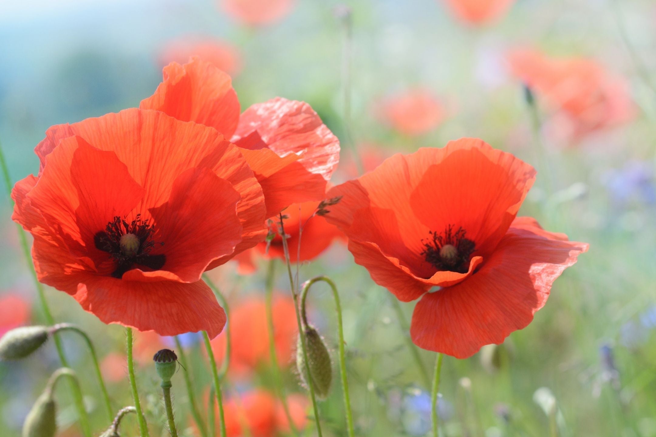 Papaver zaaien: zo kweek je klaproos in de tuin