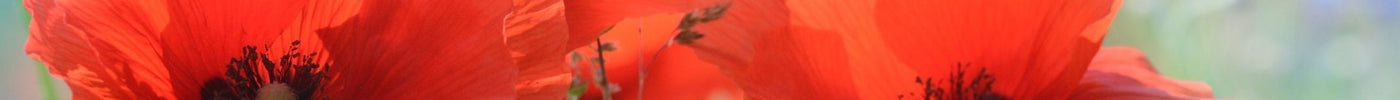 Papaver zaaien: zo kweek je klaproos in de tuin
