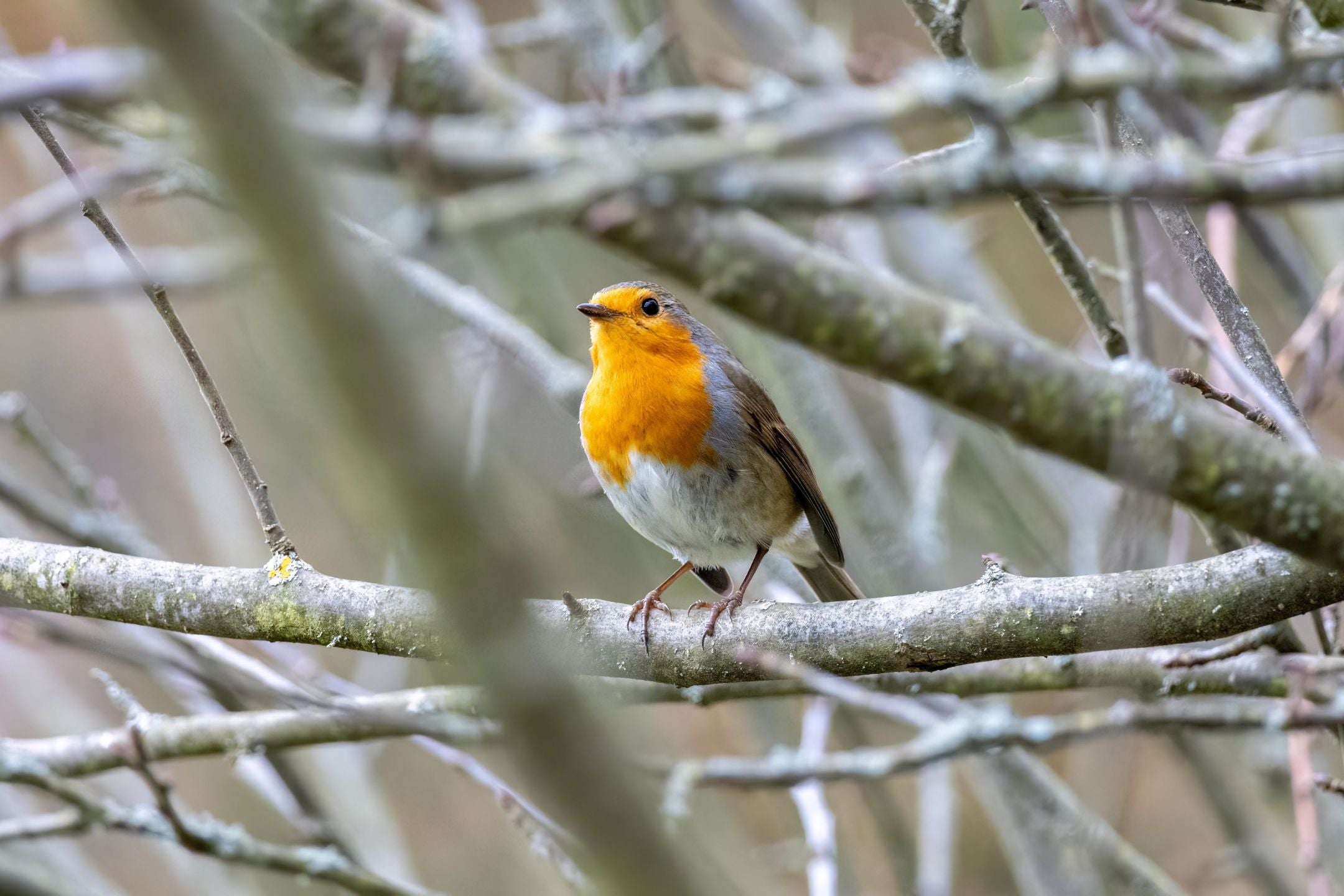 Tuinvogels in Nederland: wie fladdert er door jouw tuin?