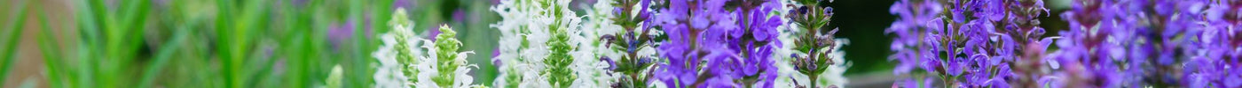Salvia snoeien: een handige gids voor tuinliefhebbers