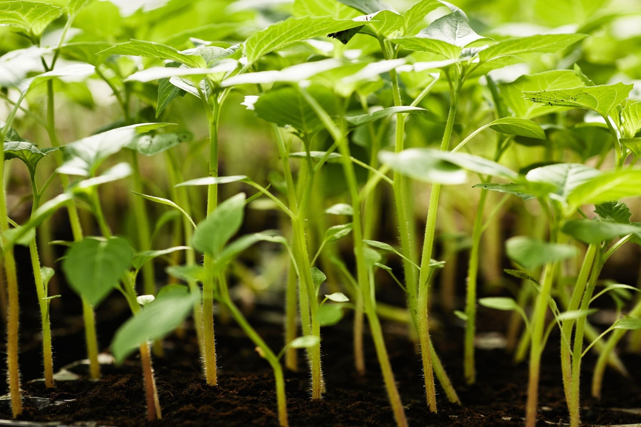 Paprika zaaien: van zaadje tot snack uit eigen tuin