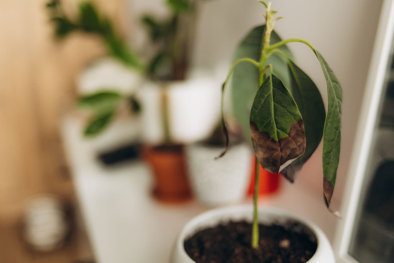 Zo houd jij je kamerplanten gezond in de winter