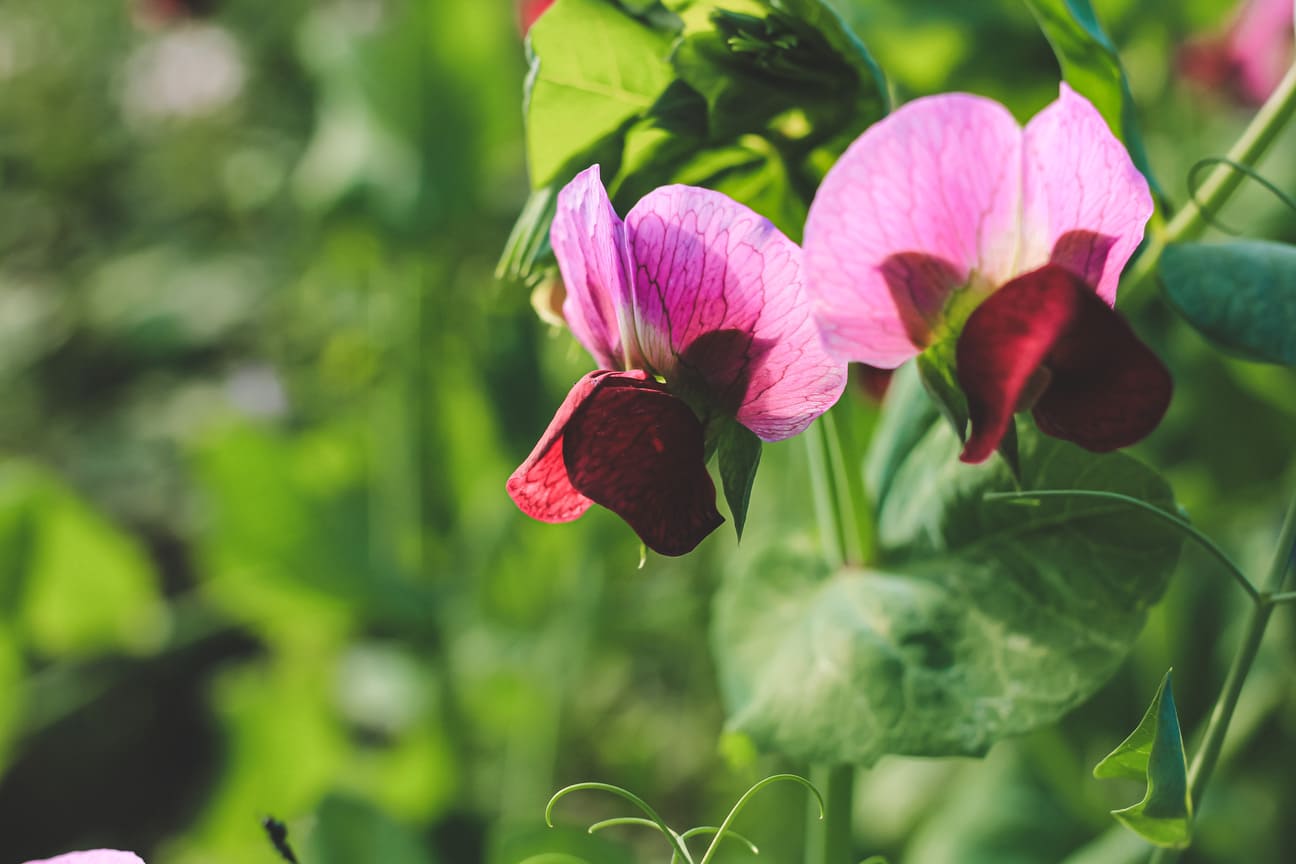 Lathyrus zaaien? Zo kweek je geurige klimmers vol kleur