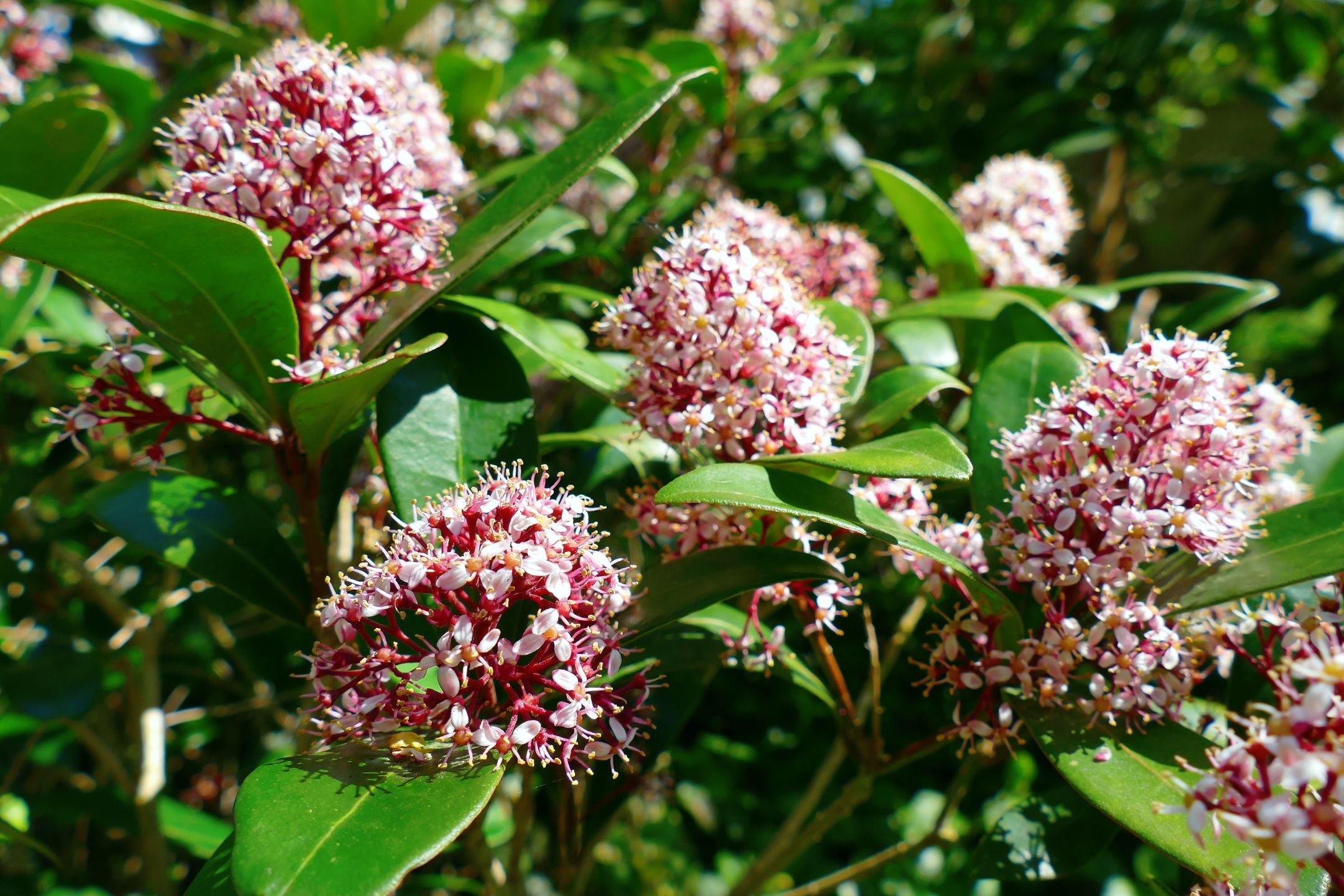 Skimmia snoeien: tips voor een mooie groenblijvende plant