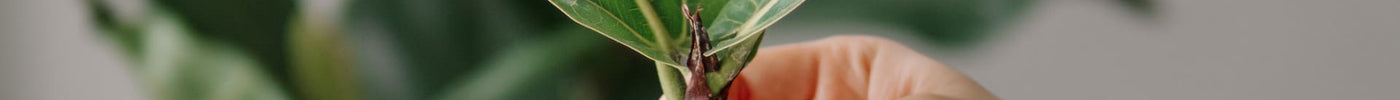kamerplant stekken