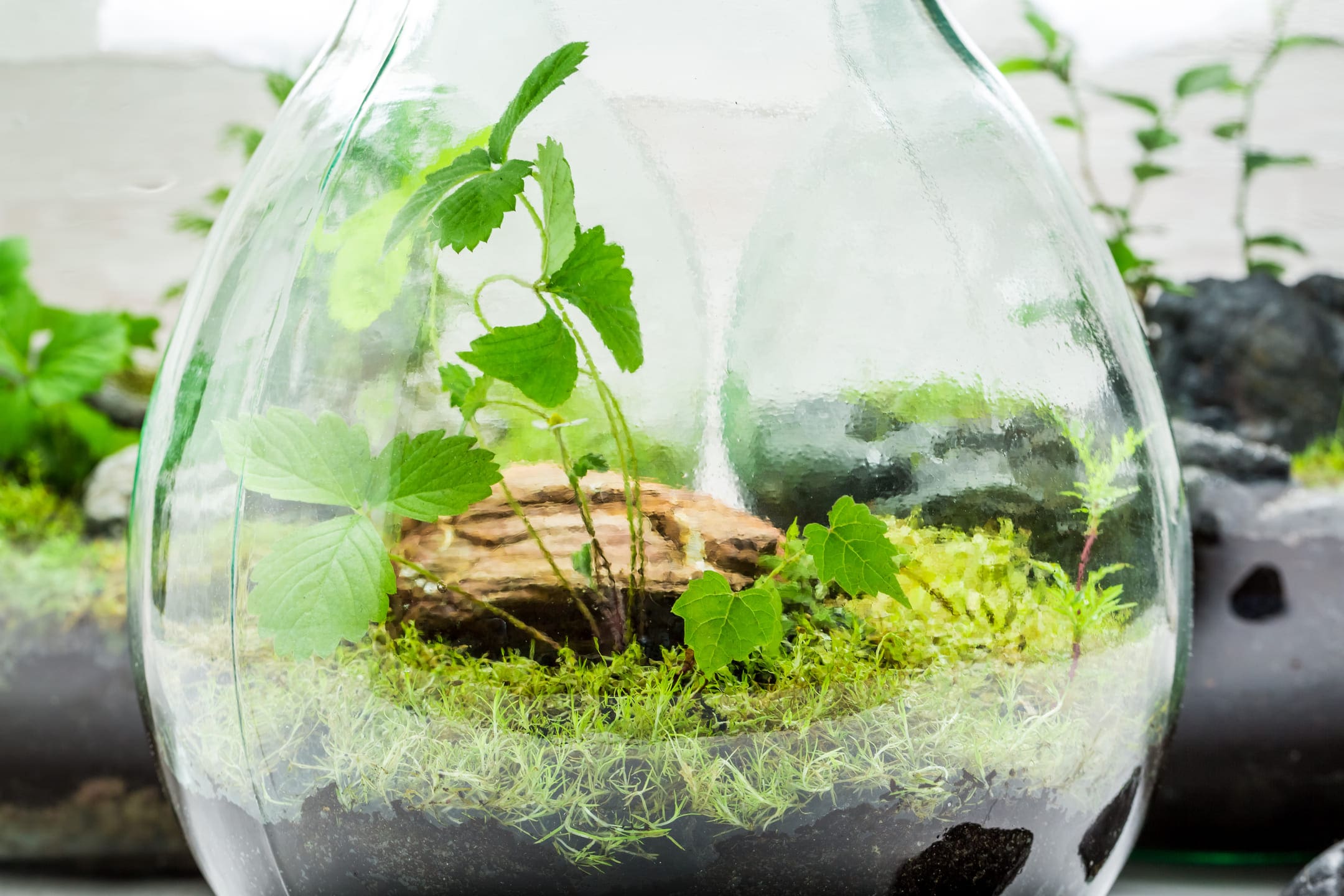 planten terrarium maken