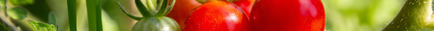 tomaten kweken moestuin