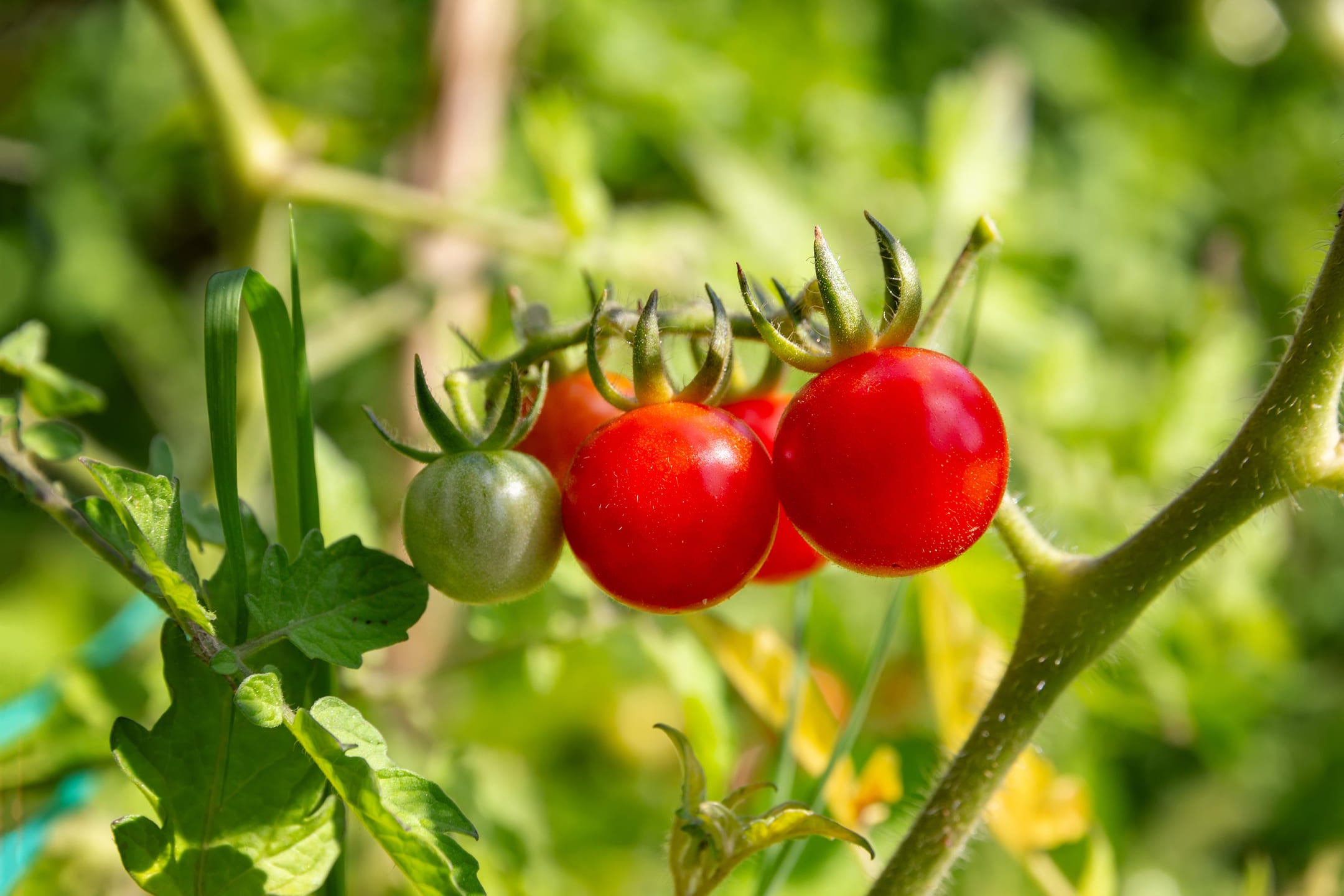 tomaten kweken moestuin