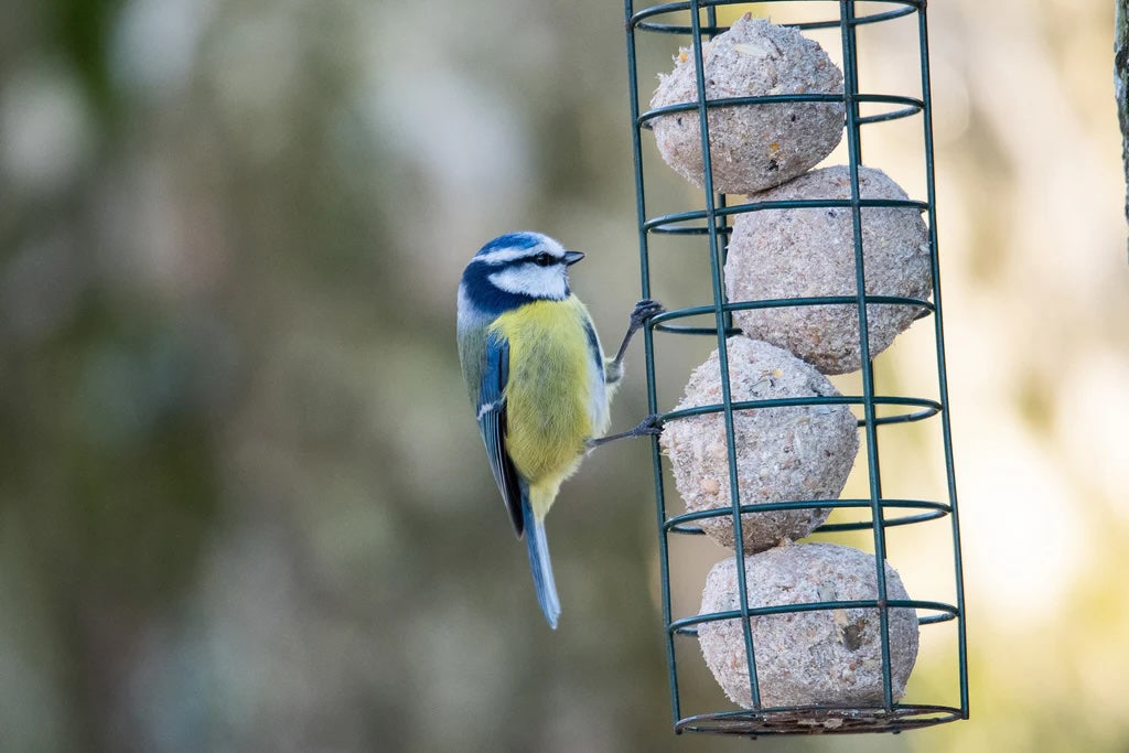 5x ideeën voor zelf vogelvoer maken