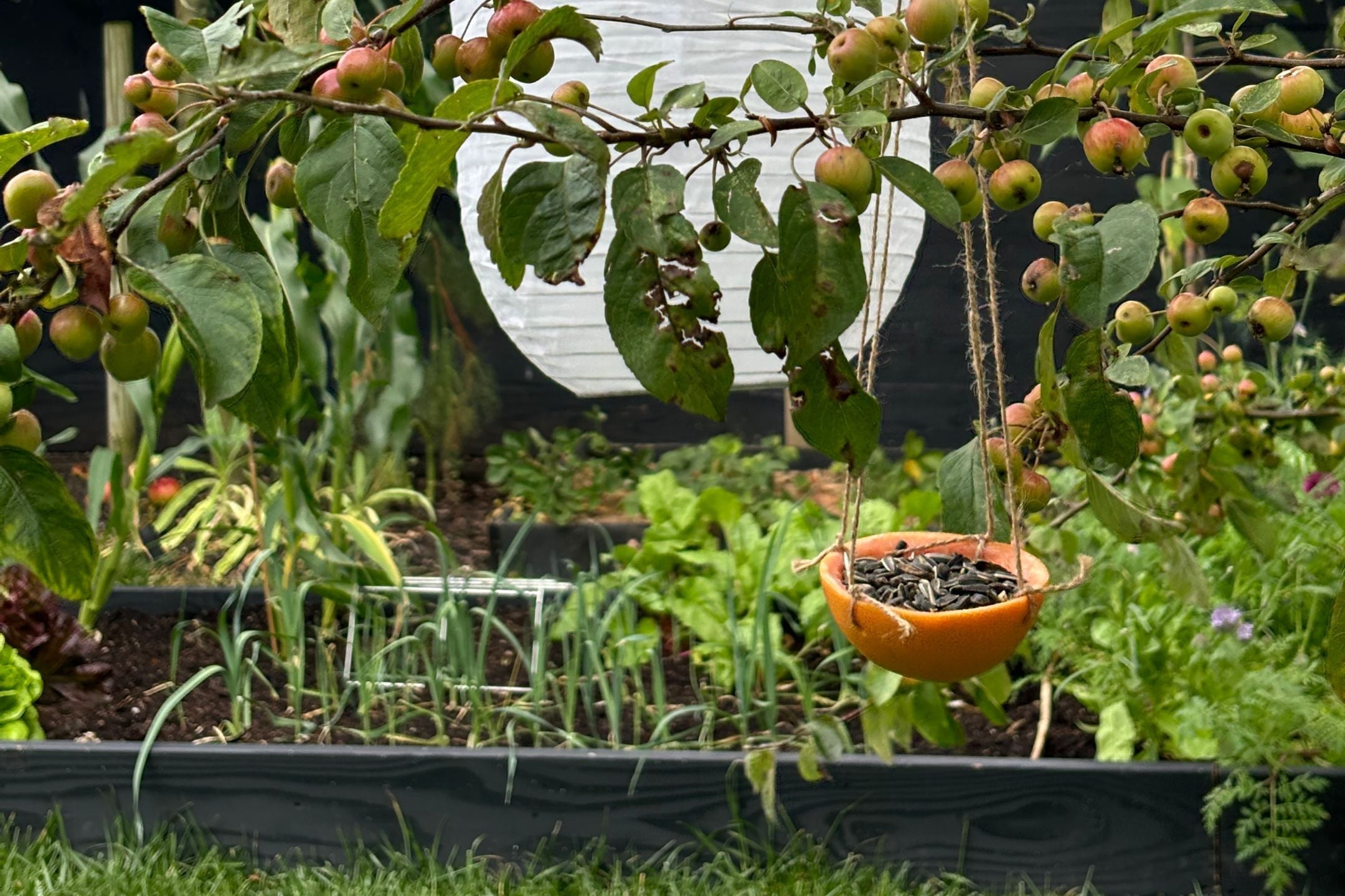 DIY: zelf een vogelvoer hanger maken in een sinaasappel