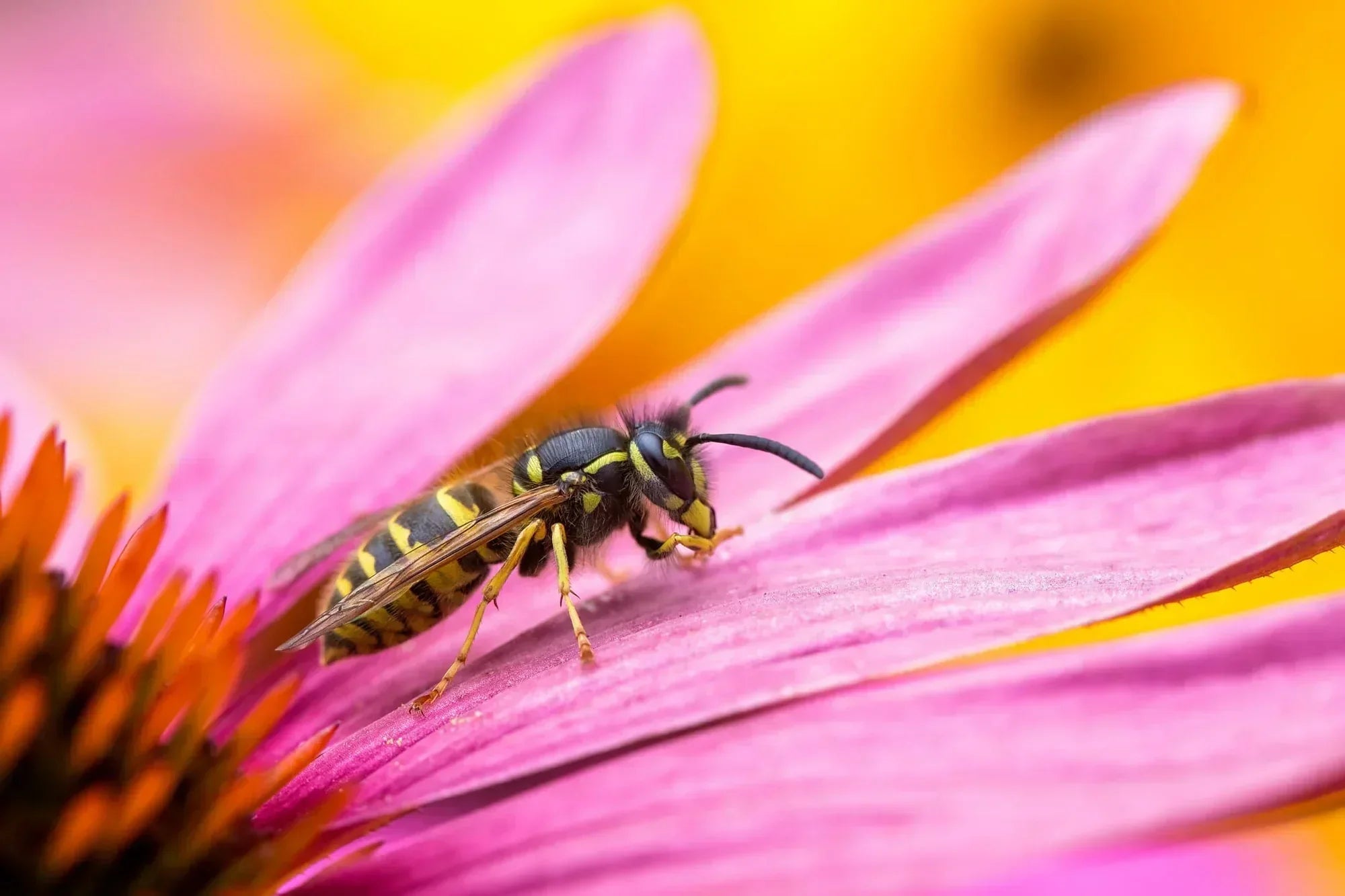 5x planten tegen wespen in de tuin