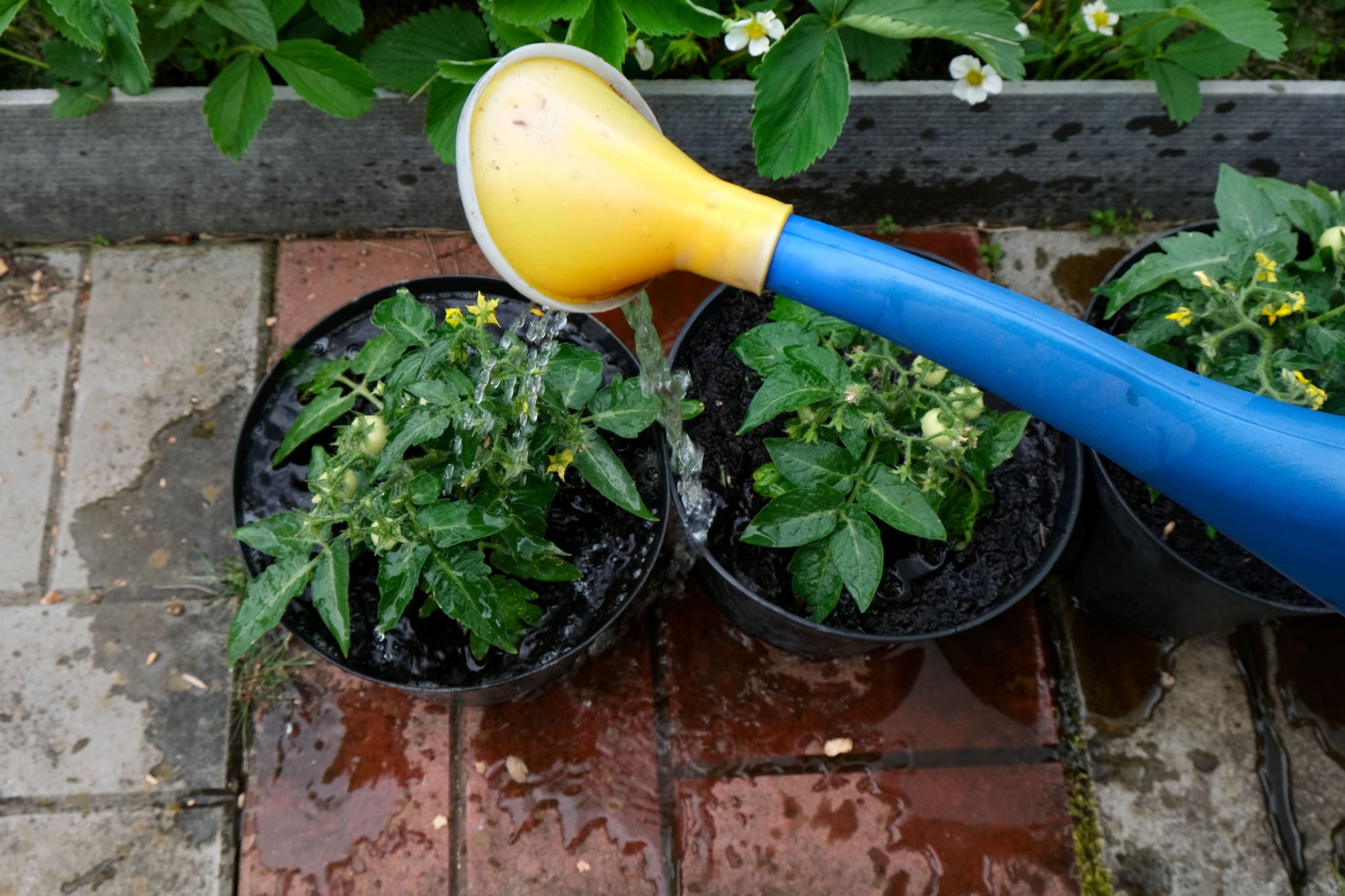Hoe tuin water geven? Zo doe je het slim en effectief