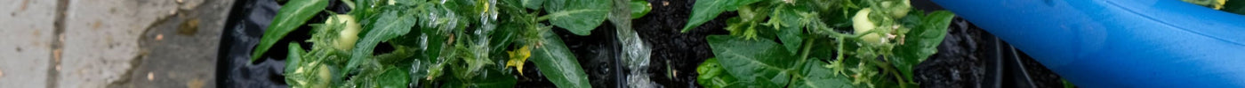 Hoe tuin water geven? Zo doe je het slim en effectief