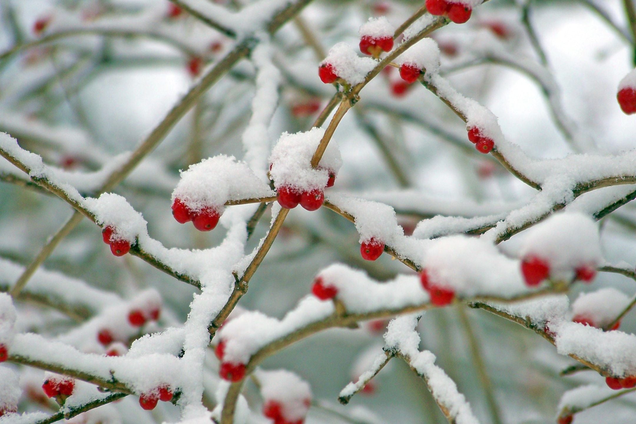 Zo maak je van je tuin een wintertuin + 5 prachtige winterbloeiers