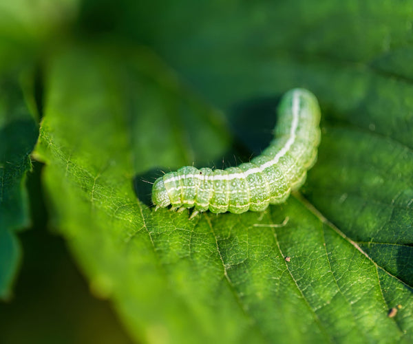 Producten voor rupsen bestrijden | ECOstyle 🐛