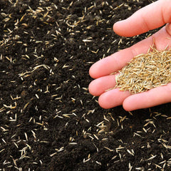 Collection image for: Graszaad