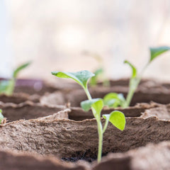 Collection image for: Zaden voor moestuin & bloemen