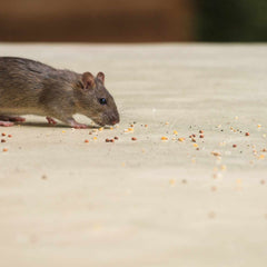 Collection image for: Muizen en ratten verjagen