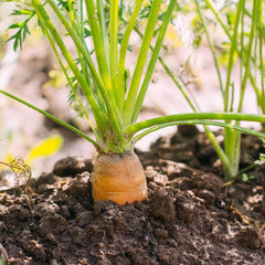 Collection image for: Moestuinmest