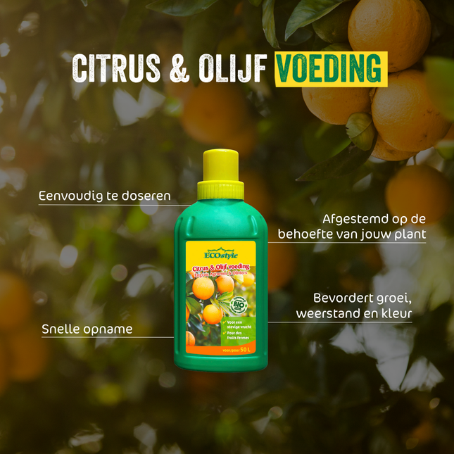 Citrus & Olijf Voeding