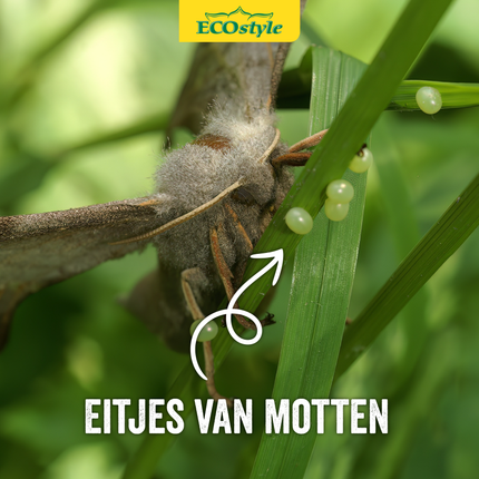 Sluipwesp tegen eitjes van motten