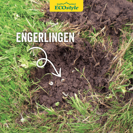 Aaltjes tegen engerlingen