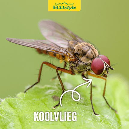 Aaltjes tegen larven koolvlieg