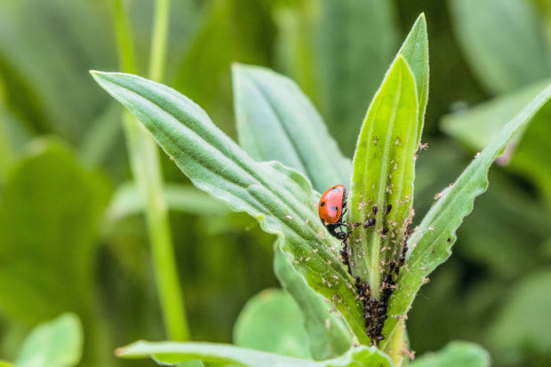 Banner image for: Lees nog meer over tuinproblemen