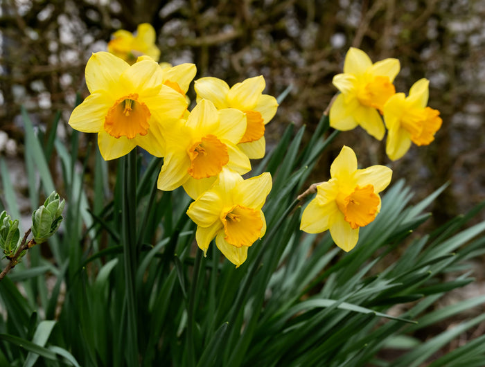 Narcis verzorging