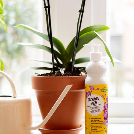 OrchideeVoer - Orchidee voeding