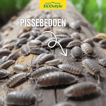 Aaltjes tegen pissebedden (val)