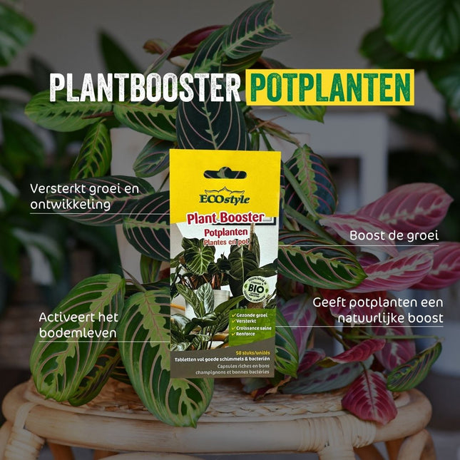 Plant Booster Potplanten