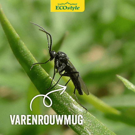 Preventieve aaltjes tegen rouwvliegjes (varenrouwmug)