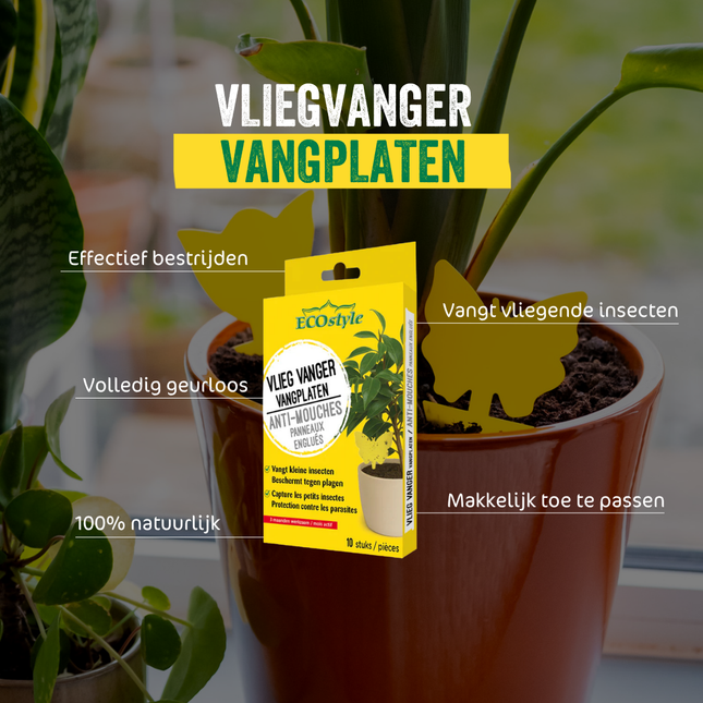 VliegVanger Vangplaten