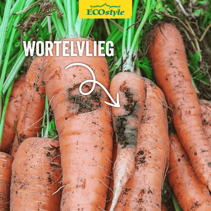 Aaltjes tegen larven wortelvlieg