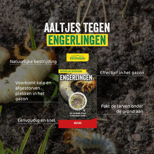 Kevers herkennen en bestrijden in de tuin ECOstyle 🪲