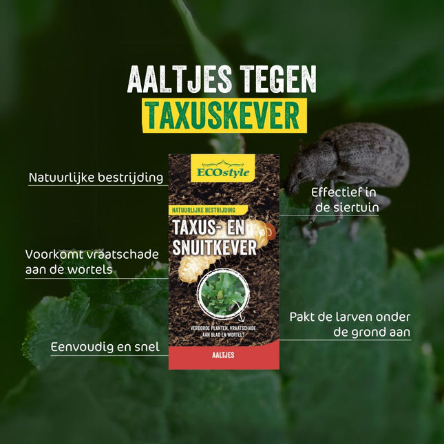 Aaltjes tegen larven taxuskever