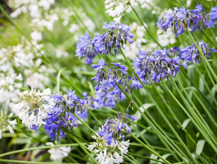 Agapanthus verzorging
