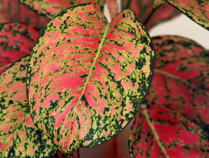Aglaonema verzorging