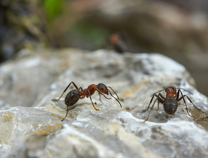 Mieren bestrijden buiten of in huis? Dit kun je er tegen doen