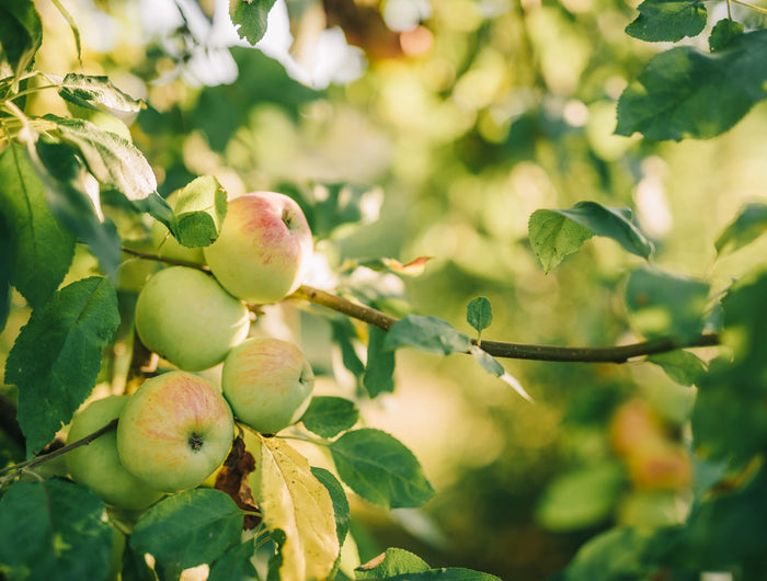 Appelboom verzorgen