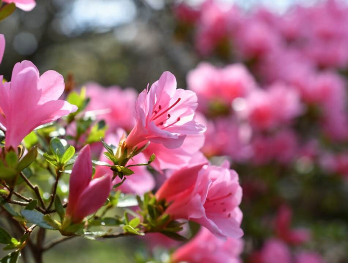 Rhodo en Azalea verzorgen: zo krijg je prachtige bloemen