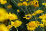 bij gele bloemen