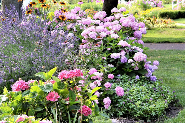 bloemen in tuin