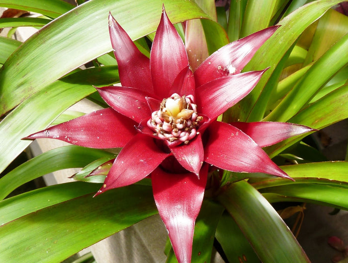 Bromelia verzorging