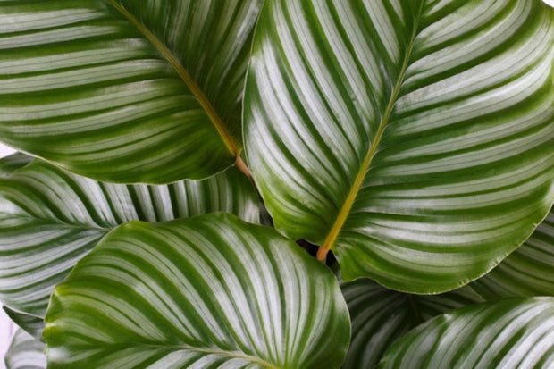 calathea verzorgen