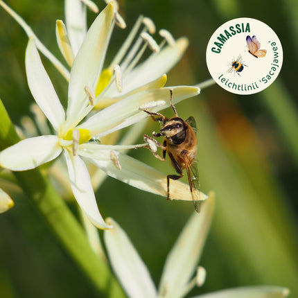 camassia bio bloembollen