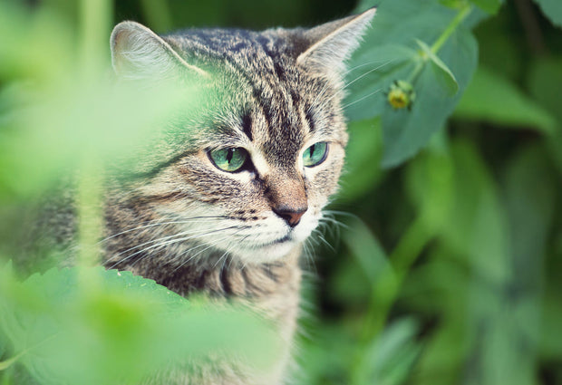 katten verjagen uit tuin