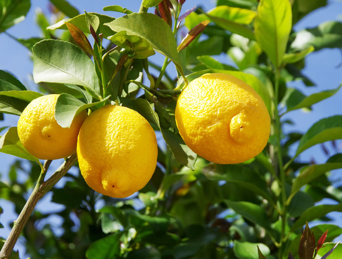 Citrus en olijf verzorgen: zo moet je jouw citroen- en olijfboom bemesten