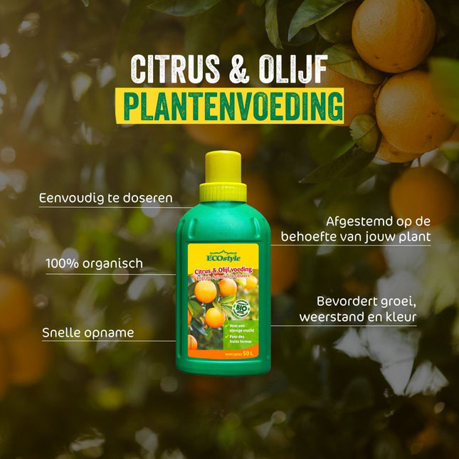 Citrus & Olijf Voeding